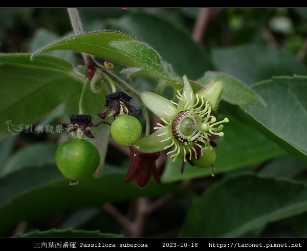 三角葉西番蓮 Passiflora suberosa_15.jpg
