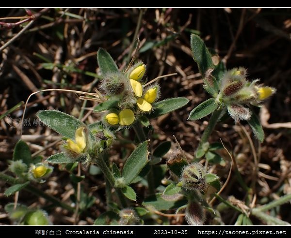 華野百合 Crotalaria chinensis_08.jpg