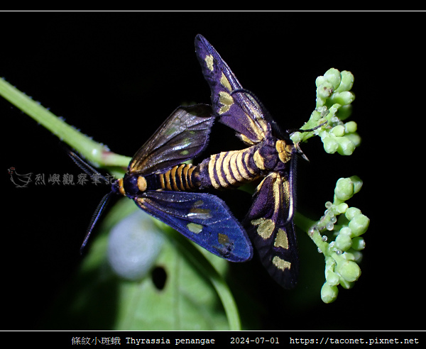 條紋小斑蛾 Thyrassia penangae_13.jpg