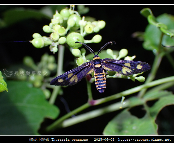 條紋小斑蛾 Thyrassia penangae_06.jpg