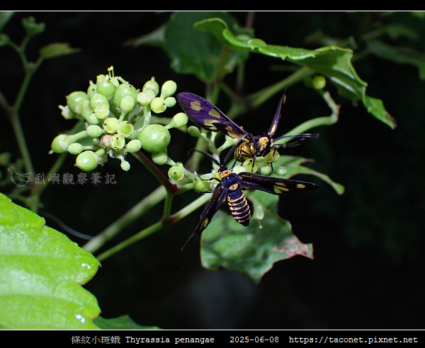 條紋小斑蛾 Thyrassia penangae_05.jpg