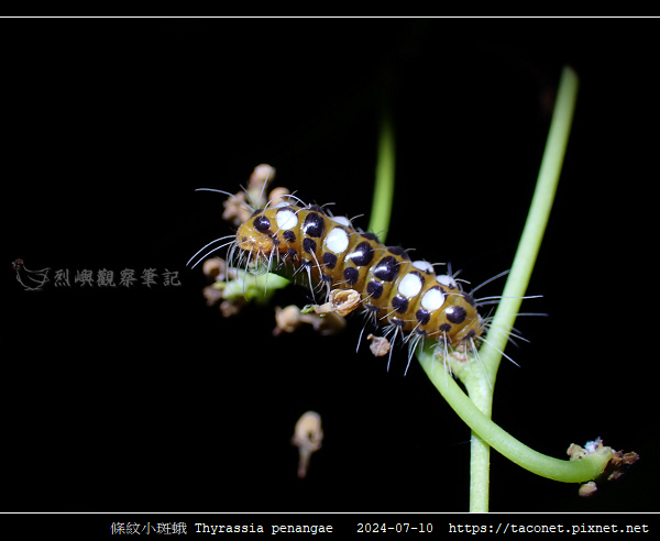 條紋小斑蛾 Thyrassia penangae_14.jpg