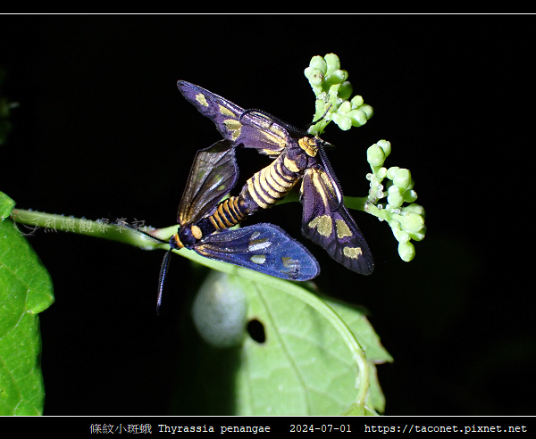 條紋小斑蛾 Thyrassia penangae_12.jpg