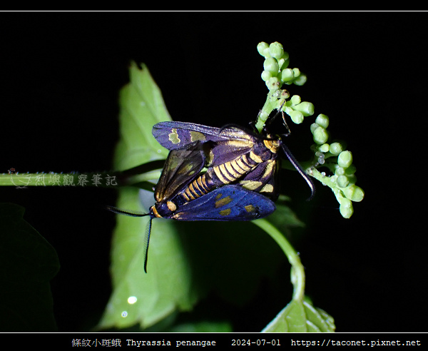 條紋小斑蛾 Thyrassia penangae_11.jpg