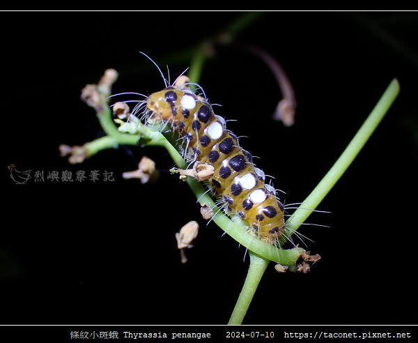 條紋小斑蛾 Thyrassia penangae_08.jpg