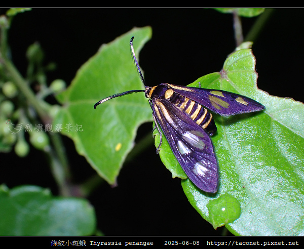 條紋小斑蛾 Thyrassia penangae_07.jpg