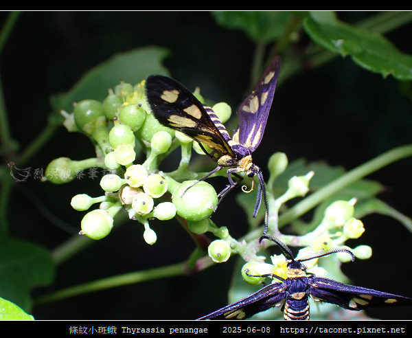 條紋小斑蛾 Thyrassia penangae_04.jpg