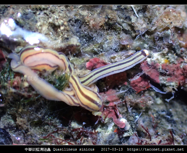 中華似縱溝紐蟲 Quasilineus sinicus_02.jpg