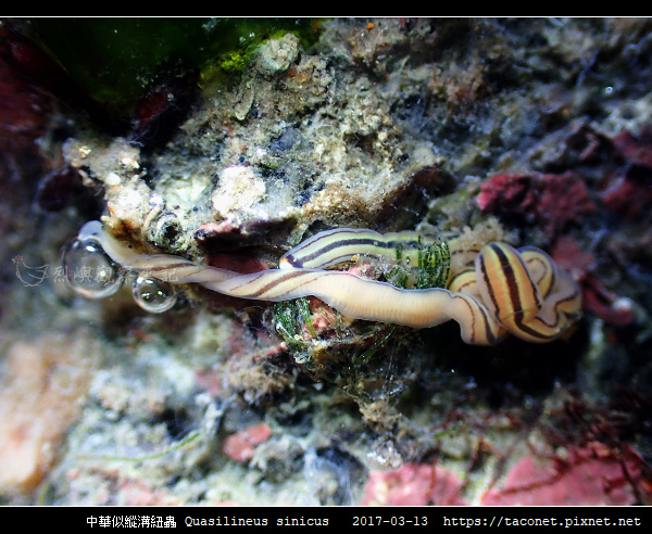 中華似縱溝紐蟲 Quasilineus sinicus_01.jpg