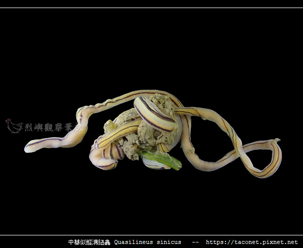 中華似縱溝紐蟲 Quasilineus sinicus_05.jpg