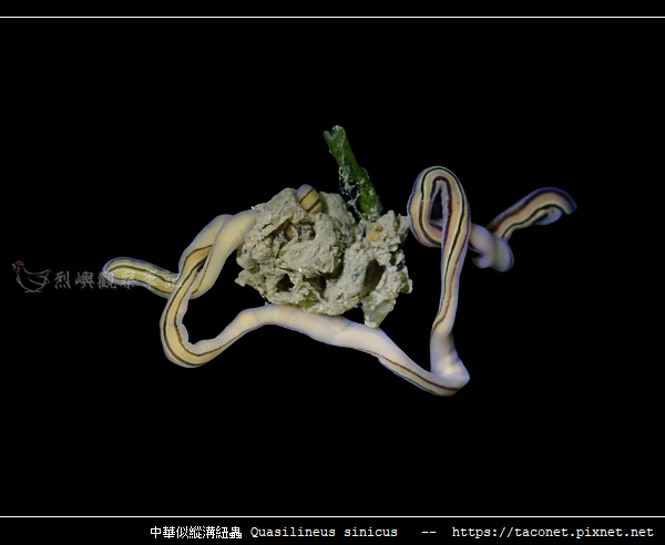 中華似縱溝紐蟲 Quasilineus sinicus_11.jpg