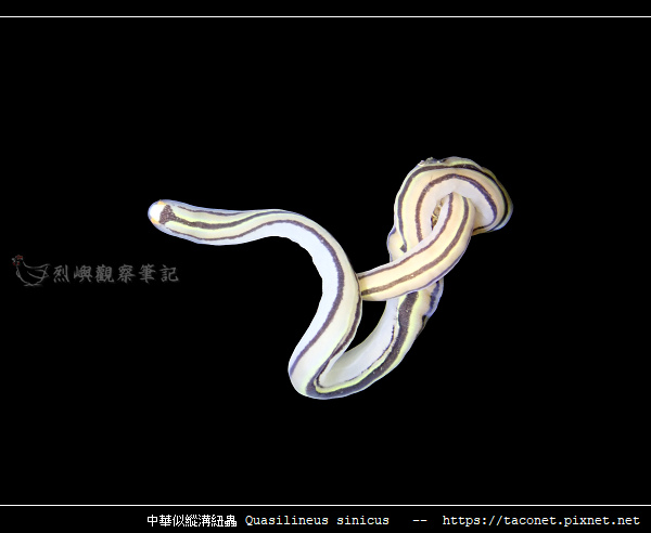 中華似縱溝紐蟲 Quasilineus sinicus_09.jpg