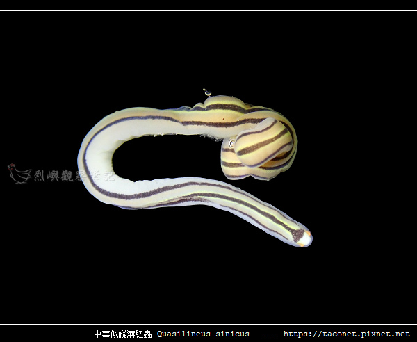 中華似縱溝紐蟲 Quasilineus sinicus_07.jpg
