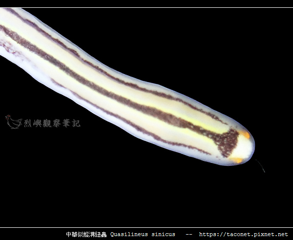 中華似縱溝紐蟲 Quasilineus sinicus_10.jpg