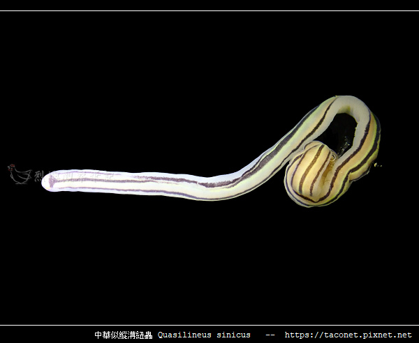 中華似縱溝紐蟲 Quasilineus sinicus_08.jpg