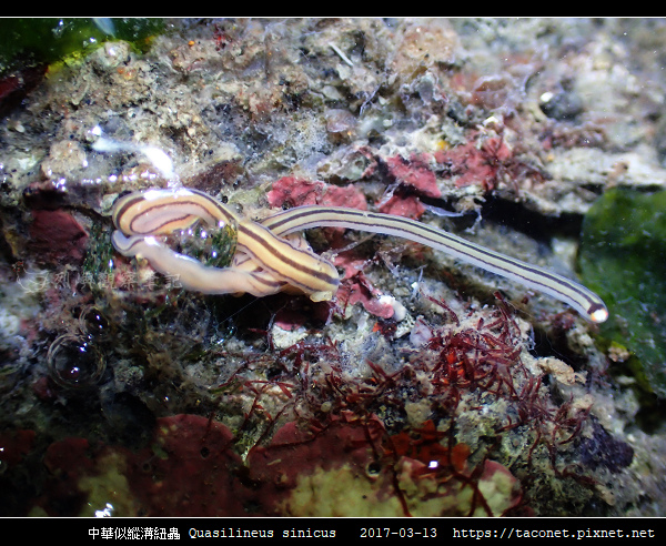 中華似縱溝紐蟲 Quasilineus sinicus_04.jpg