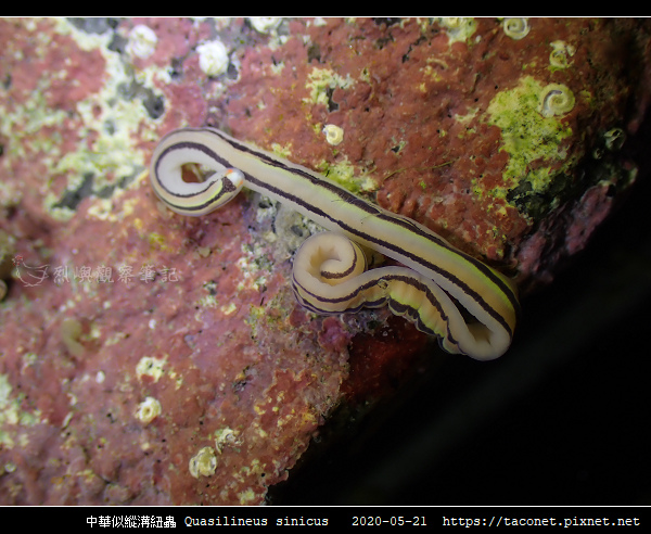中華似縱溝紐蟲 Quasilineus sinicus_06.jpg