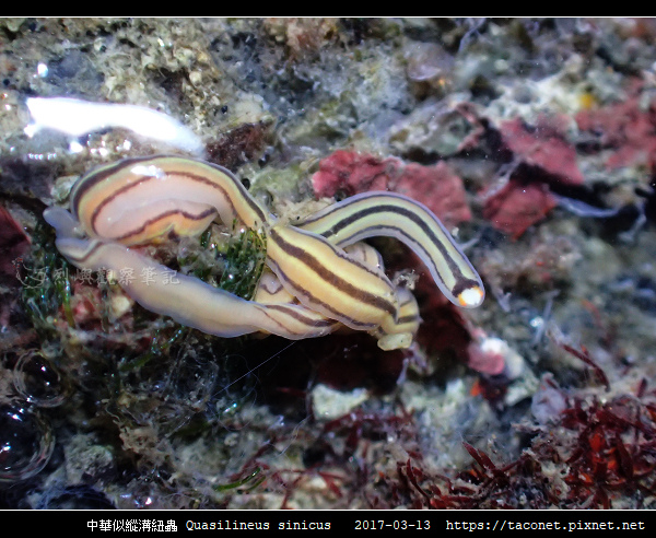 中華似縱溝紐蟲 Quasilineus sinicus_03.jpg