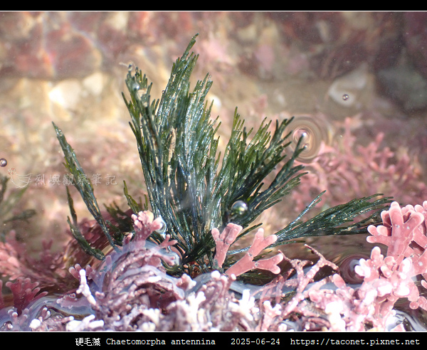 硬毛藻 Chaetomorpha antennina_02.jpg
