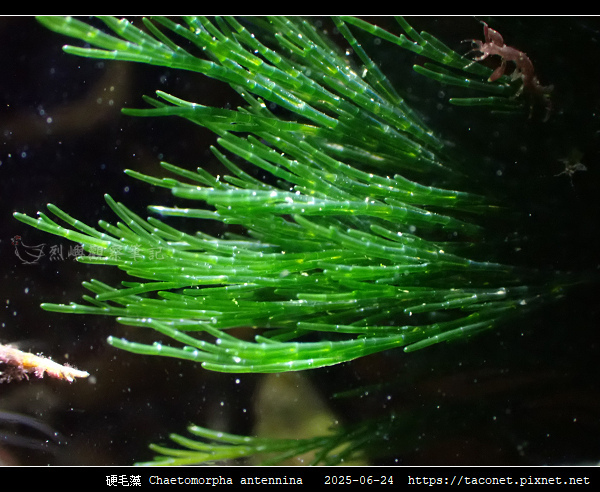 硬毛藻 Chaetomorpha antennina_09.jpg