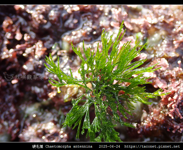 硬毛藻 Chaetomorpha antennina_07.jpg