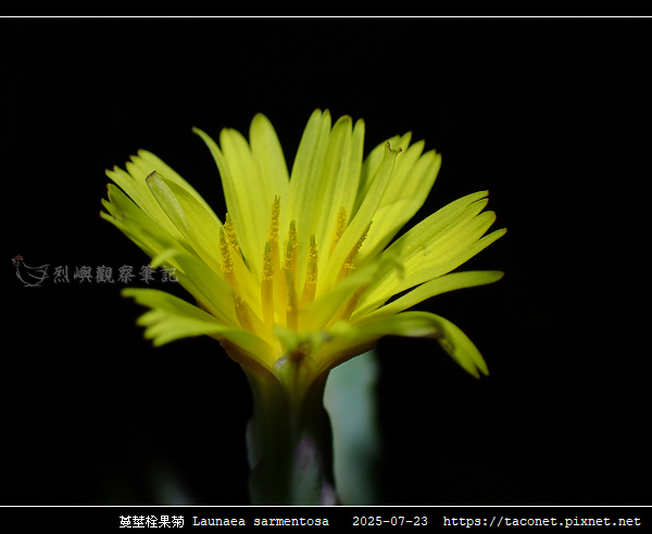 蔓莖栓果菊 Launaea sarmentosa_18.jpg