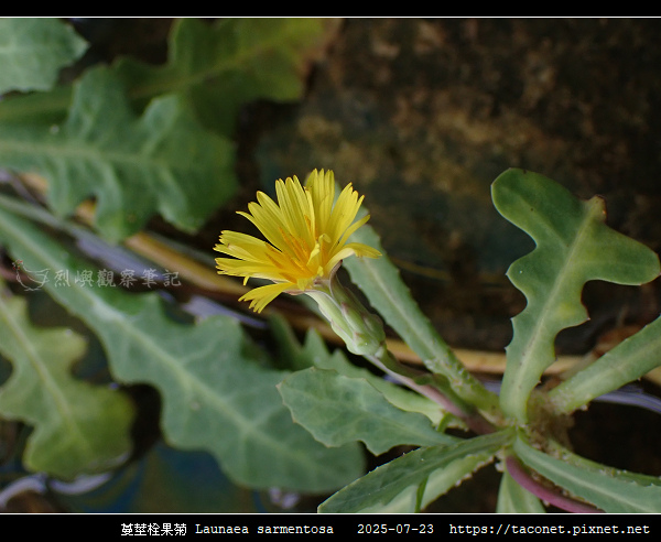 蔓莖栓果菊 Launaea sarmentosa_15.jpg
