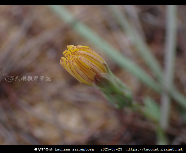 蔓莖栓果菊 Launaea sarmentosa_08.jpg