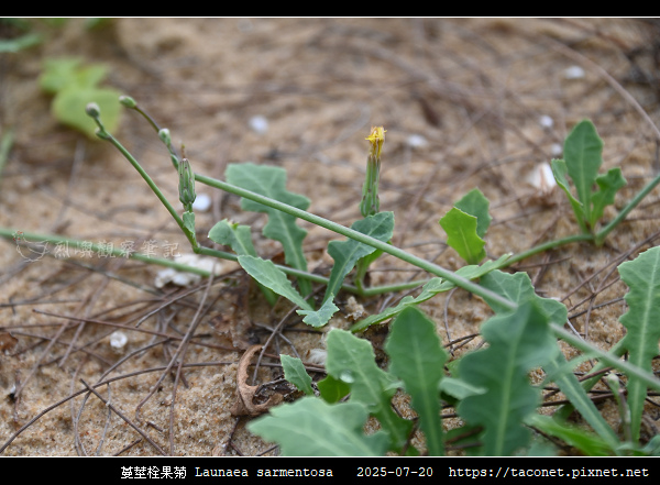 蔓莖栓果菊 Launaea sarmentosa_07.jpg