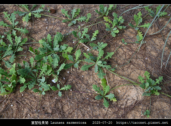 蔓莖栓果菊 Launaea sarmentosa_04.jpg