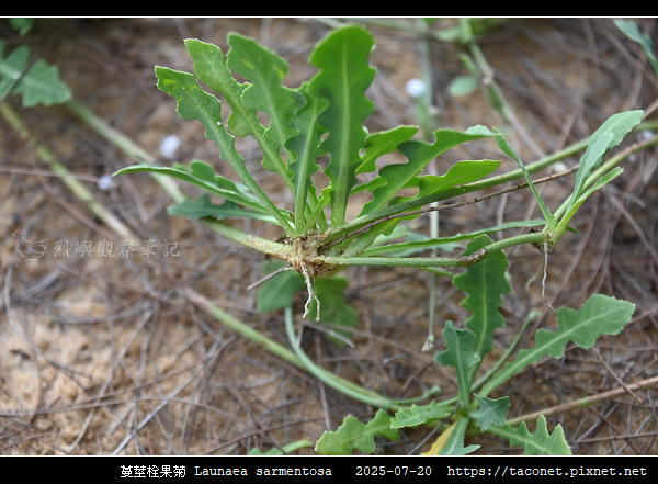 蔓莖栓果菊 Launaea sarmentosa_06.jpg