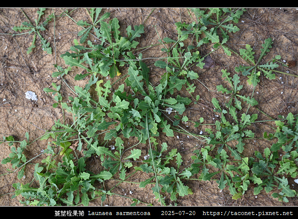 蔓莖栓果菊 Launaea sarmentosa_03.jpg