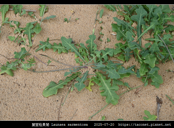 蔓莖栓果菊 Launaea sarmentosa_01.jpg