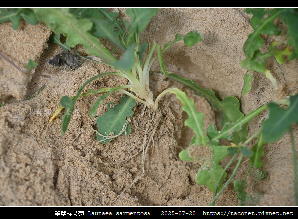 蔓莖栓果菊 Launaea sarmentosa_02.jpg