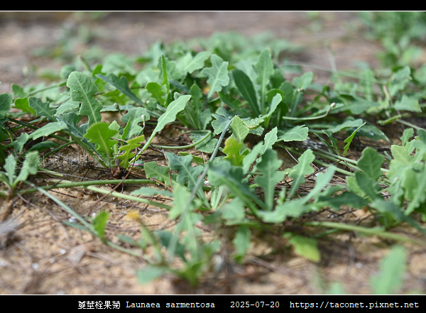 蔓莖栓果菊 Launaea sarmentosa_05.jpg