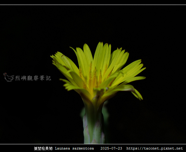 蔓莖栓果菊 Launaea sarmentosa_16.jpg