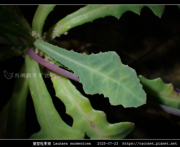 蔓莖栓果菊 Launaea sarmentosa_14.jpg