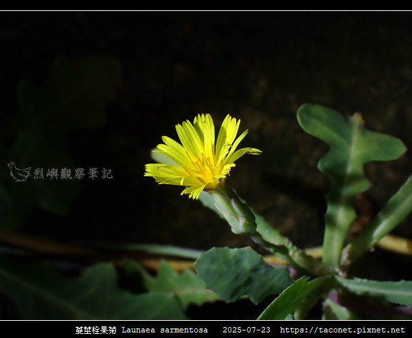 蔓莖栓果菊 Launaea sarmentosa_17.jpg