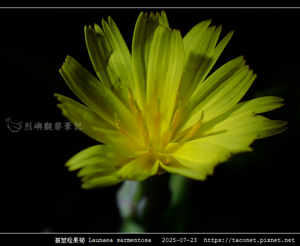 蔓莖栓果菊 Launaea sarmentosa_13.jpg