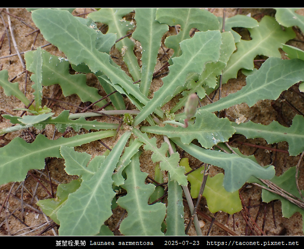 蔓莖栓果菊 Launaea sarmentosa_09.jpg