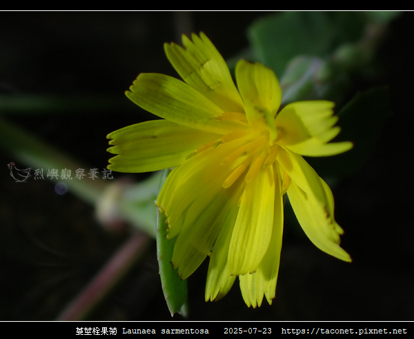 蔓莖栓果菊 Launaea sarmentosa_11.jpg