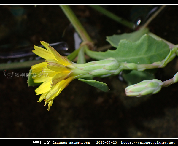 蔓莖栓果菊 Launaea sarmentosa_12.jpg