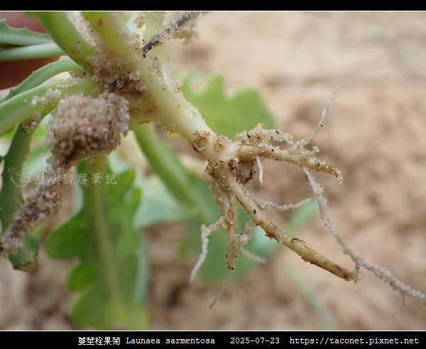 蔓莖栓果菊 Launaea sarmentosa_10.jpg