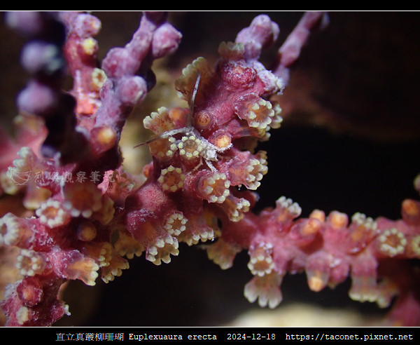 直立真叢柳珊瑚 Euplexuaura erecta第 1 張照片