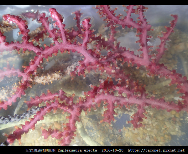 直立真叢柳珊瑚 Euplexuaura erecta第 3 張照片