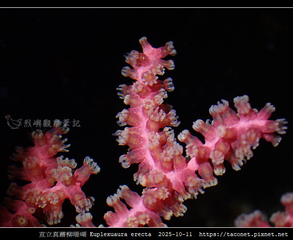 直立真叢柳珊瑚 Euplexuaura erecta第 4 張照片
