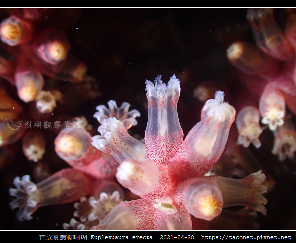 直立真叢柳珊瑚 Euplexuaura erecta第 8 張照片