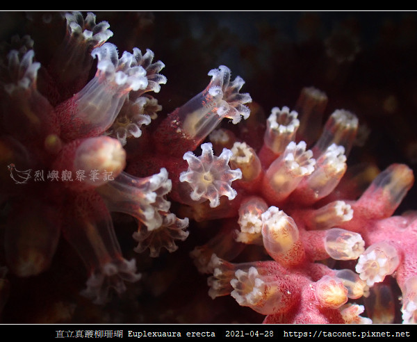 直立真叢柳珊瑚 Euplexuaura erecta第 9 張照片